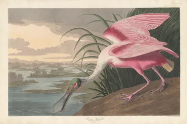 Rózsás kanalasgém, 1836